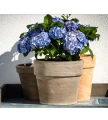 donica-terakota-calima-basalt-31cm-kwiaty.webp