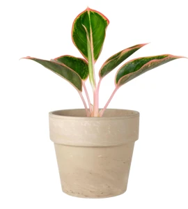 Donica z terakoty Calima 31 cm Granit | 31x27 cm