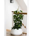 donica-duza-biala-60cm-salon1.webp