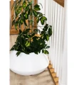 donica-duza-biala-60cm-salon.webp