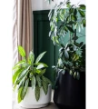 donica-plastikowa-biala-heos-salon.webp
