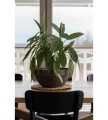 donica-terakota-misa-basalt-salon.webp