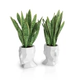 donica-geometryczna-glowa-adonis-komplet.webp