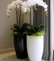 donica-wysoka-do-salonu.webp