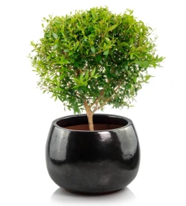 Donica ceramiczna szkliwiona okrągła 47 cm GRAFITOWA | 47x31 cm