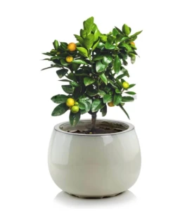 Donica ceramiczna szkliwiona okrągła 47 cm KREMOWA | 47x31 cm