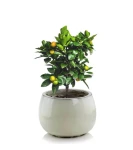 Donica ceramiczna szkliwiona okrągła 33 cm KREMOWA | 33x23 cm