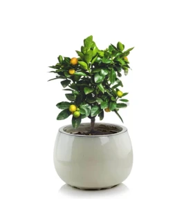 Donica ceramiczna szkliwiona okrągła 33 cm KREMOWA | 33x23 cm