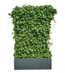 Zielony ekran/panel z bluszczu w donicy ANTRACYT | 130x40 H:220 cm 