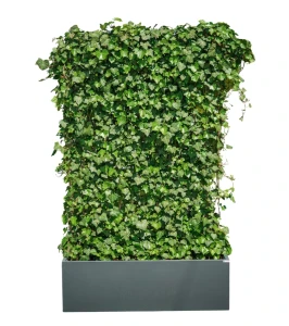 Zielony ekran/panel z bluszczu w donicy ANTRACYT | 130x40 H:220 cm 