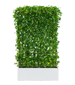 Zielony ekran/panel z bluszczu w donicy BIAŁY | 130x40 H:220 cm