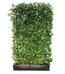 Zielony ekran/panel z bluszczu  | 120x20 H:180 cm