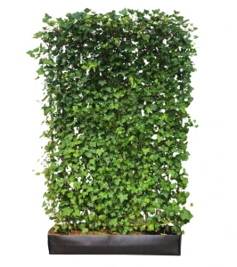 Zielony ekran/panel z bluszczu  | 120x20 H:180 cm