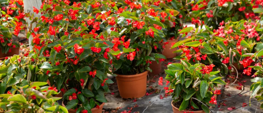 begonie do wysokich donic na taras