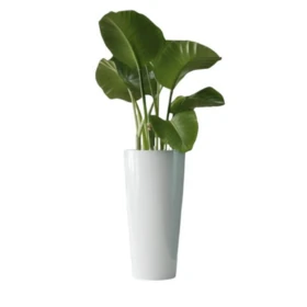 donica wysoka biała