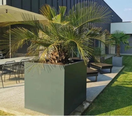 duże drzewo w donicy