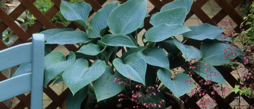 hosty do donic na taras