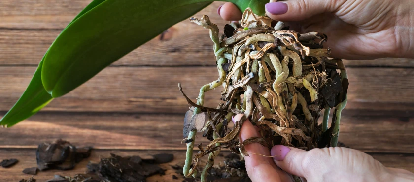 jak dbać o storczyk?