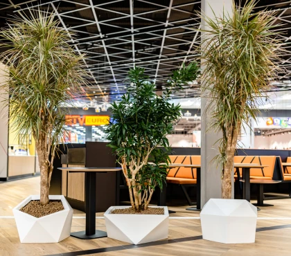 juka domowa pielęgnacja