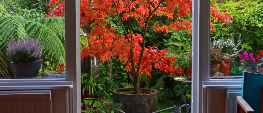 klon palmowy w wysokiej donicy