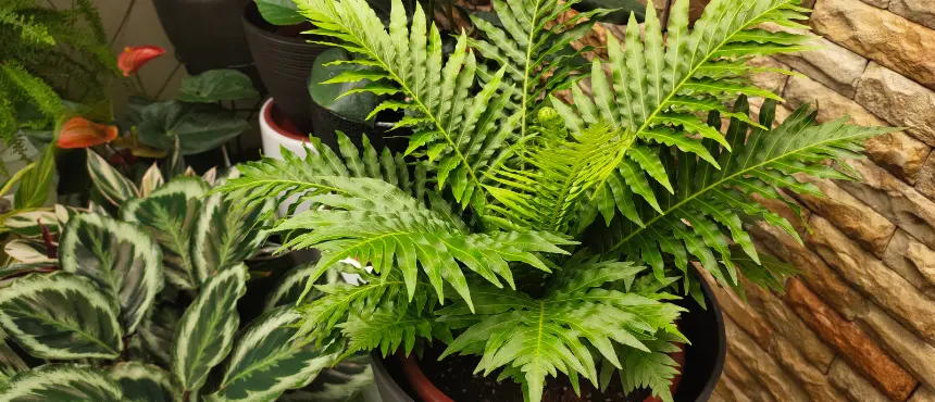 paproć do donic na taras