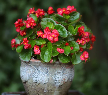 rosliny jednoroczne w donicy