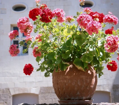 rośliny jednoroczne w donicy