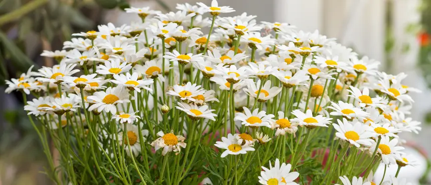 stokrotka donice wysokie na taras