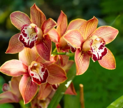 storczyk cymbidium