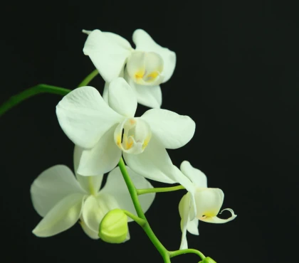 storczyk phalaeneopsis