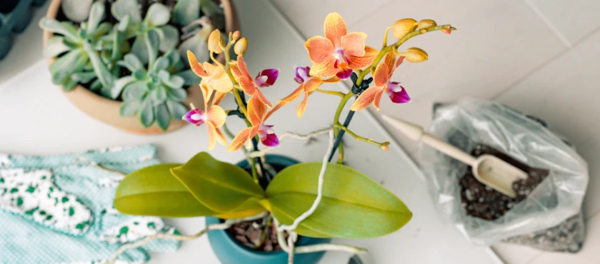 storczyk-pielęgnacja