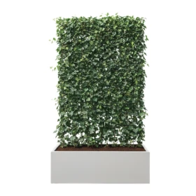 zielony panel z bluszczu