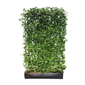 zielony panel z bluszczu