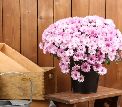 chryzantema-na-jesien