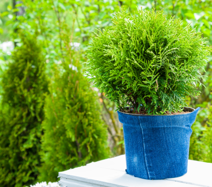 iglaki-jesienne-na-balkon