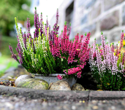 kwiaty-na-balkon-na-jesien