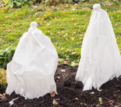 /przygotowanie-roslin-na-jesien