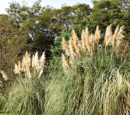 trawy-jesienne-miskant