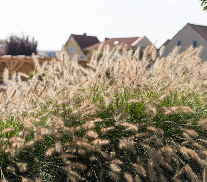 trawy-na-jesien-rozplenica