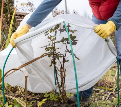 ochrona-zimowa/czym-okryc-roze-na-zime