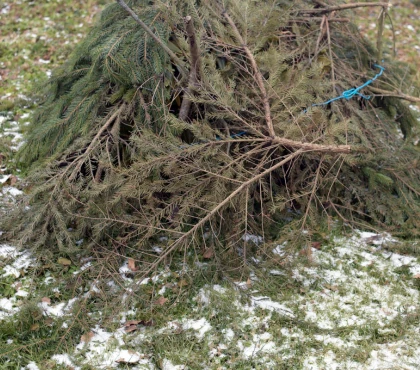 ochrona-zimowa/sciolkowanie-korzeni