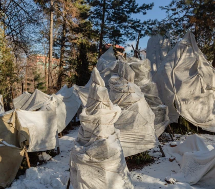 ochrona-zimowa/sposoby-zabezpieczania-roslin-zima