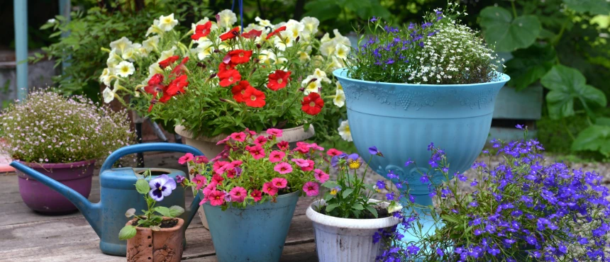 Rośliny jednoroczne w donicach - wybór, sadzenie i pielęgnacja