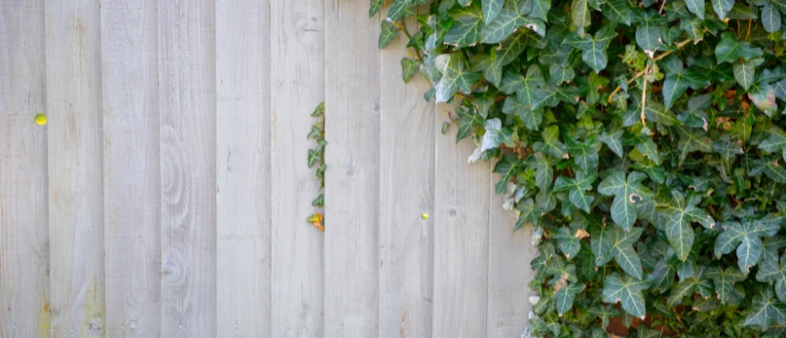 Bluszcz na ogrodzenie - kompletny poradnik praktyczny