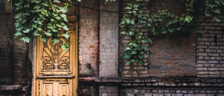 Co zrobić, aby bluszcz szybko rósł? Praktyczny poradnik dla bujnej zieleni